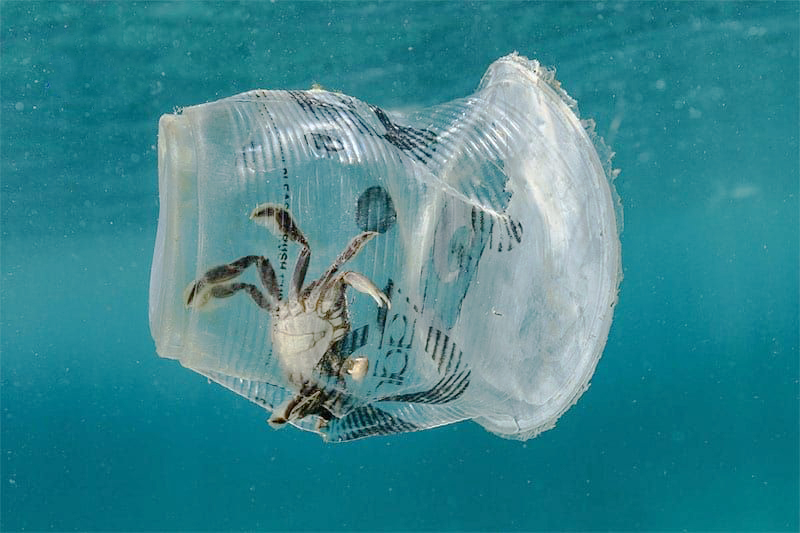 Rác thải nhựa gây ảnh hưởng khá nhiều đến sinh vật biển 