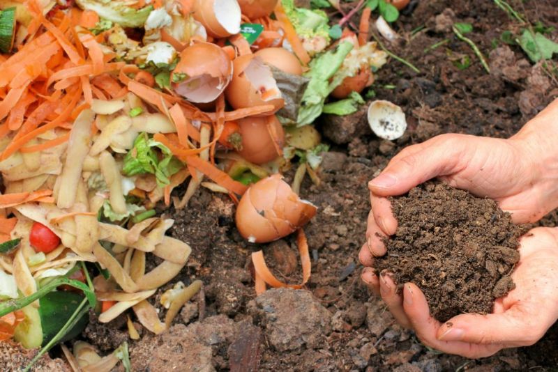Bạn có thể sử dụng rác hữu cơ để làm phân bón cho cây trồng 